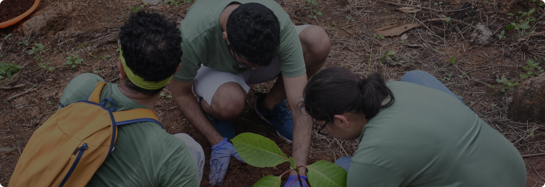 Plantations and Kitchen Gardens